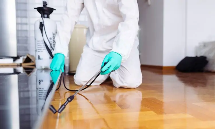 شركة مكافحة حشرات بالرياض — أجواء للتخلص النهائي من الآفات والقوارض